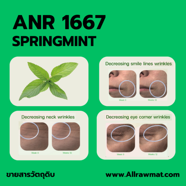 ANR 1667 : SPRINGMINT