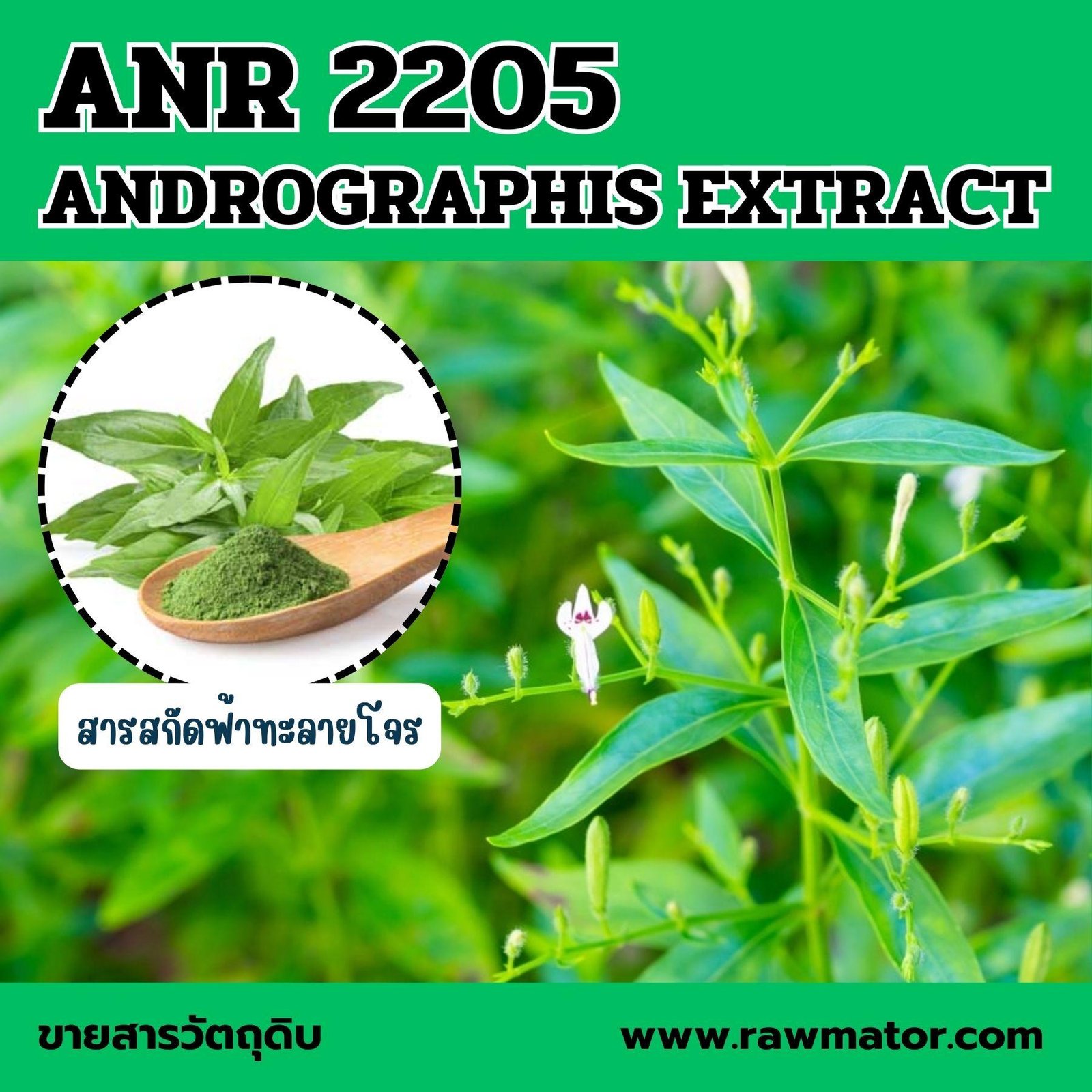 ANR 2205 : ANDROGRAPHIS EXTRACT สารสกัดฟ้าทะลายโจร