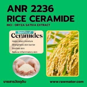 ANR 2236 : RICE CERAMIDE