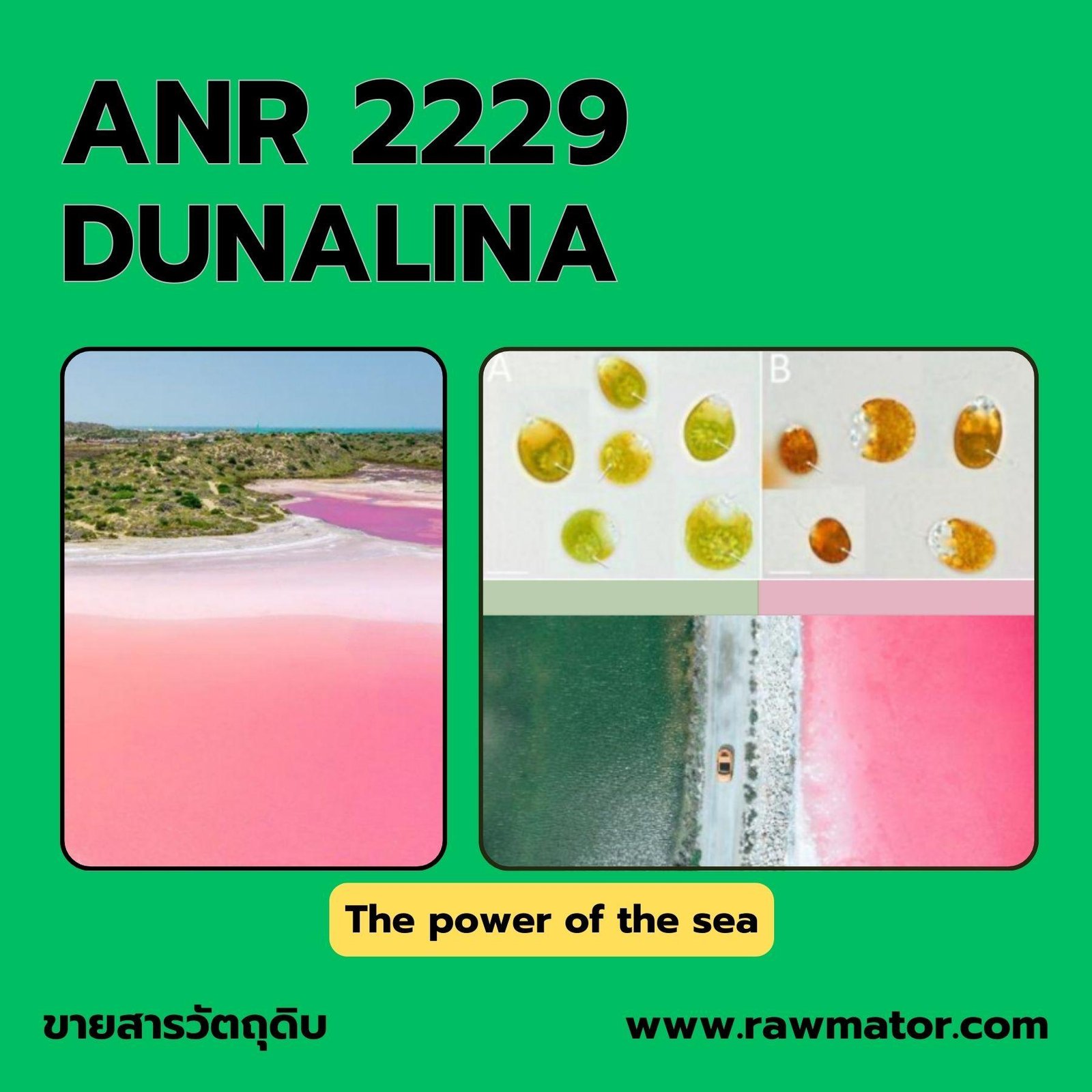 ANT 2229 : DUNALINA