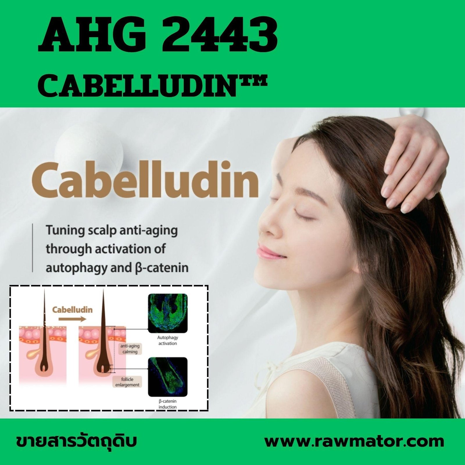 AHG 2443 : Cabelludin