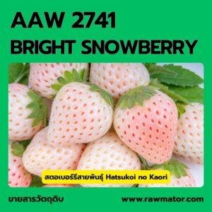 AAW 2741 : BRIGHT SNOWBERRY